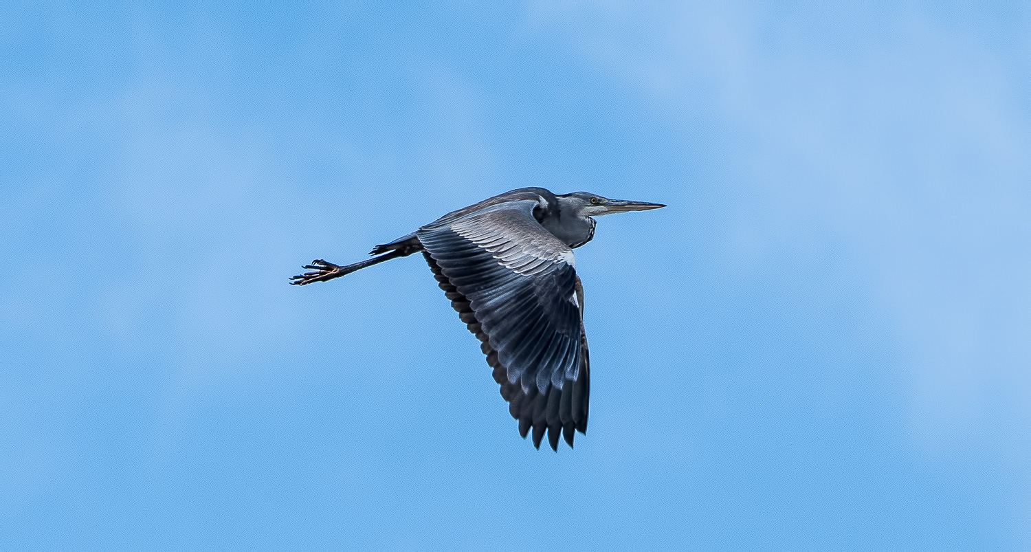 Gri balıkçıl » Grey Heron » Ardea cinerea