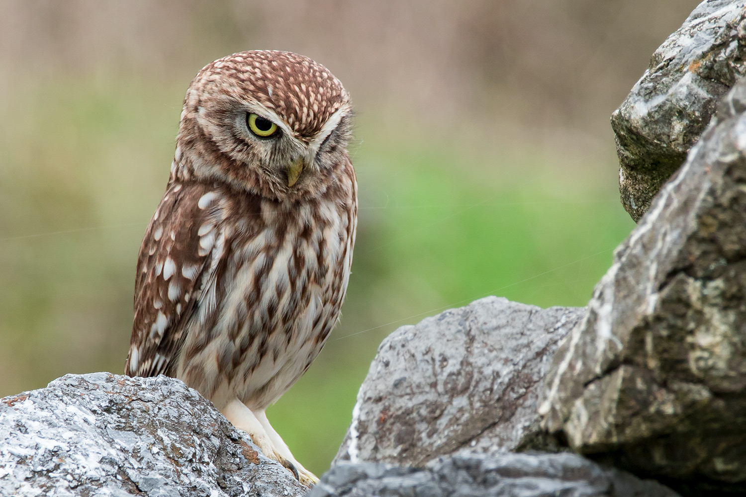Kukumav » Little Owl » Athene noctua