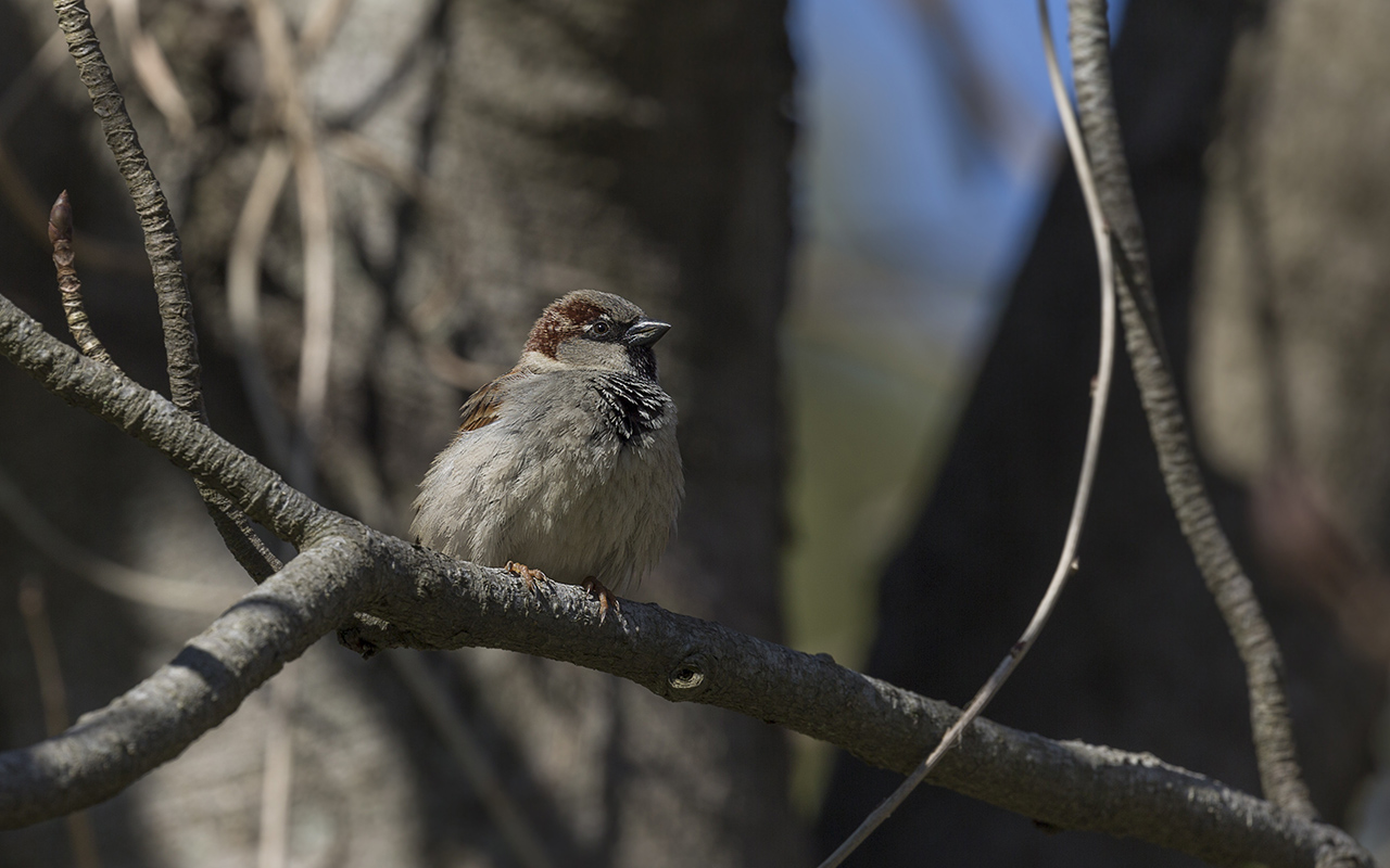 Serçe » House Sparrow » Passer domesticus