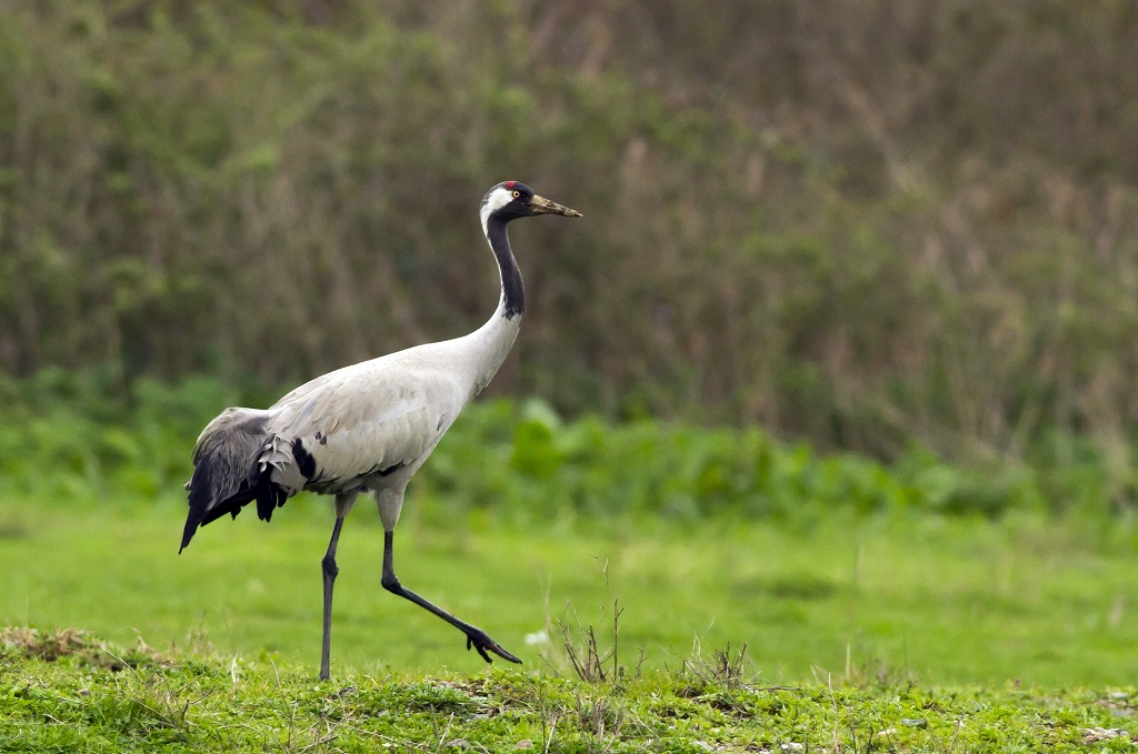 Turna » Common Crane » Grus grus