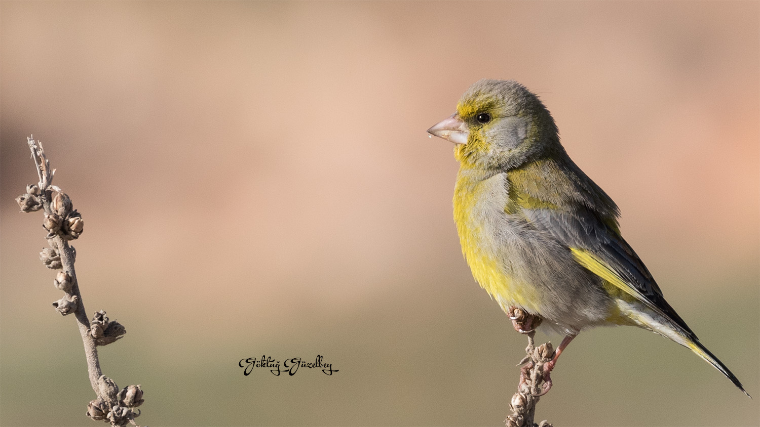 Florya » European Greenfinch » Chloris chloris
