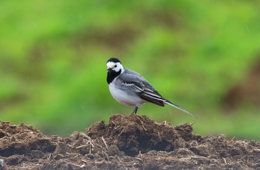 Ak kuyruksallayan » White Wagtail » Motacilla alba