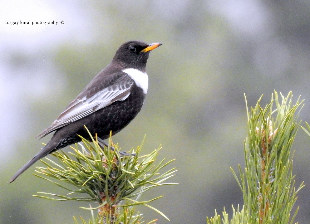 Boğmaklı ardıç » Ring Ouzel » Turdus torquatus
