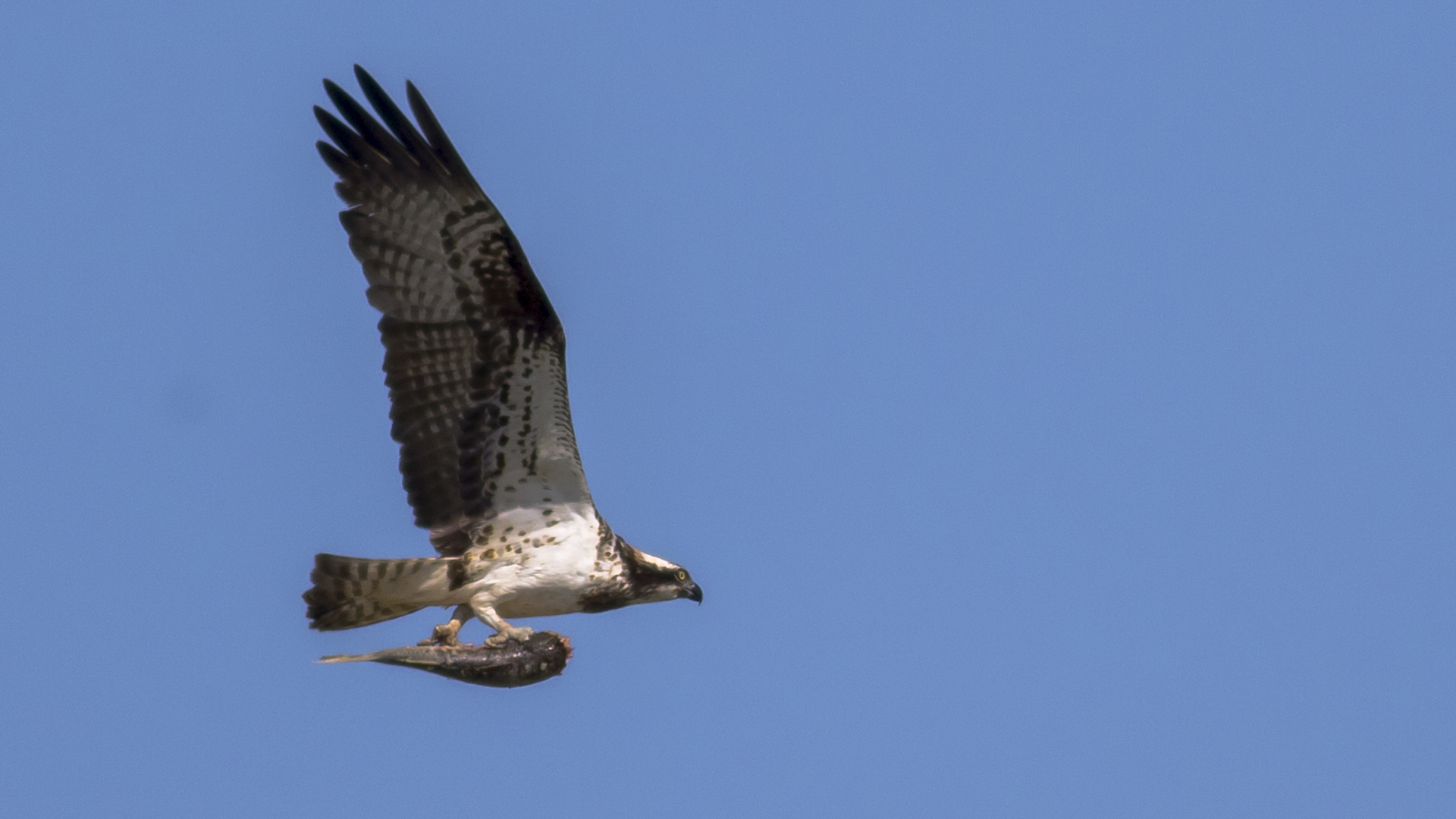 Balık kartalı » Osprey » Pandion haliaetus