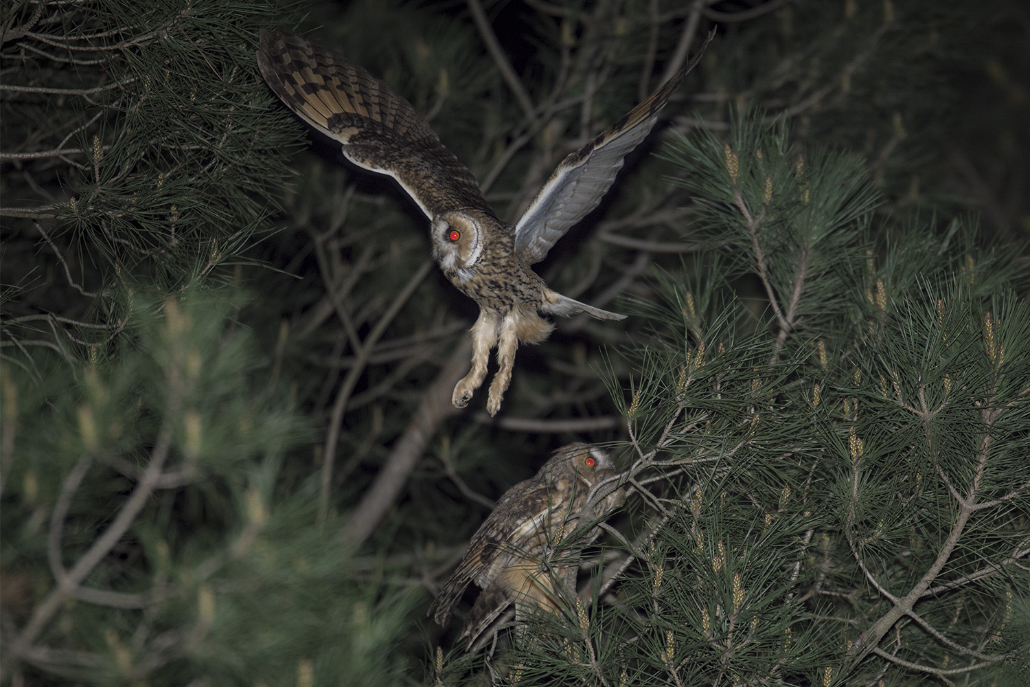 Kulaklı orman baykuşu » Long-eared Owl » Asio otus