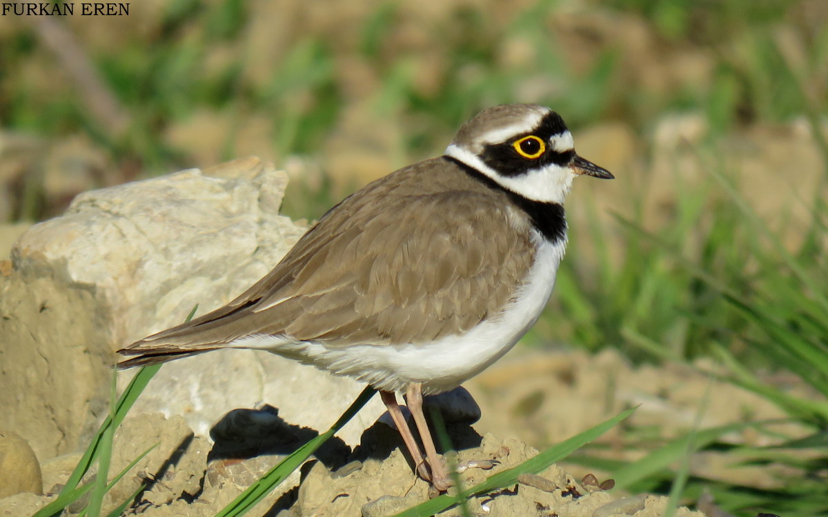 Halkalı küçük cılıbıt » Little Ringed Plover » Charadrius dubius