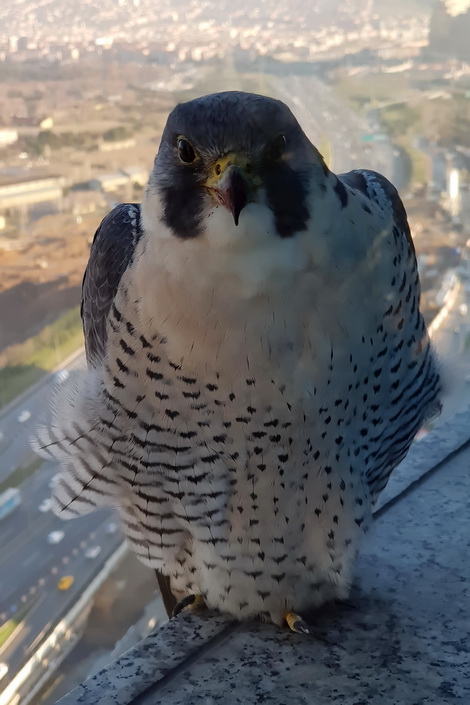 Gök doğan » Peregrine Falcon » Falco peregrinus