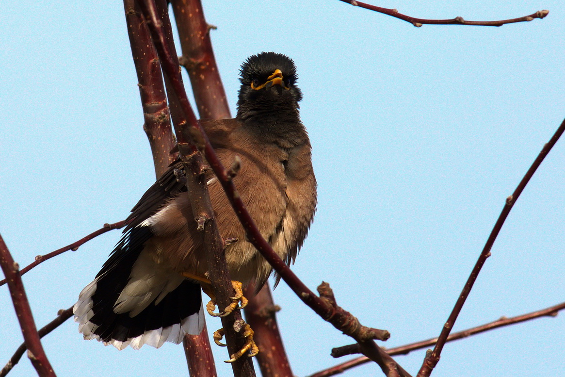 Çiğdeci » Common Myna » Acridotheres tristis