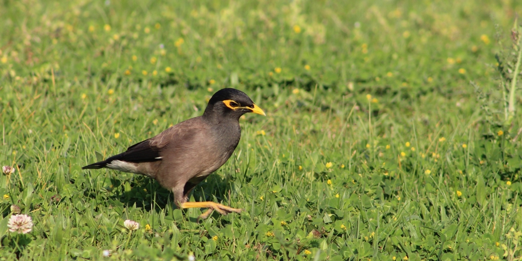 Çiğdeci » Common Myna » Acridotheres tristis