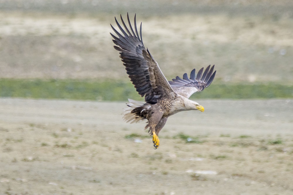 Akkuyruklu kartal » White-tailed Eagle » Haliaeetus albicilla