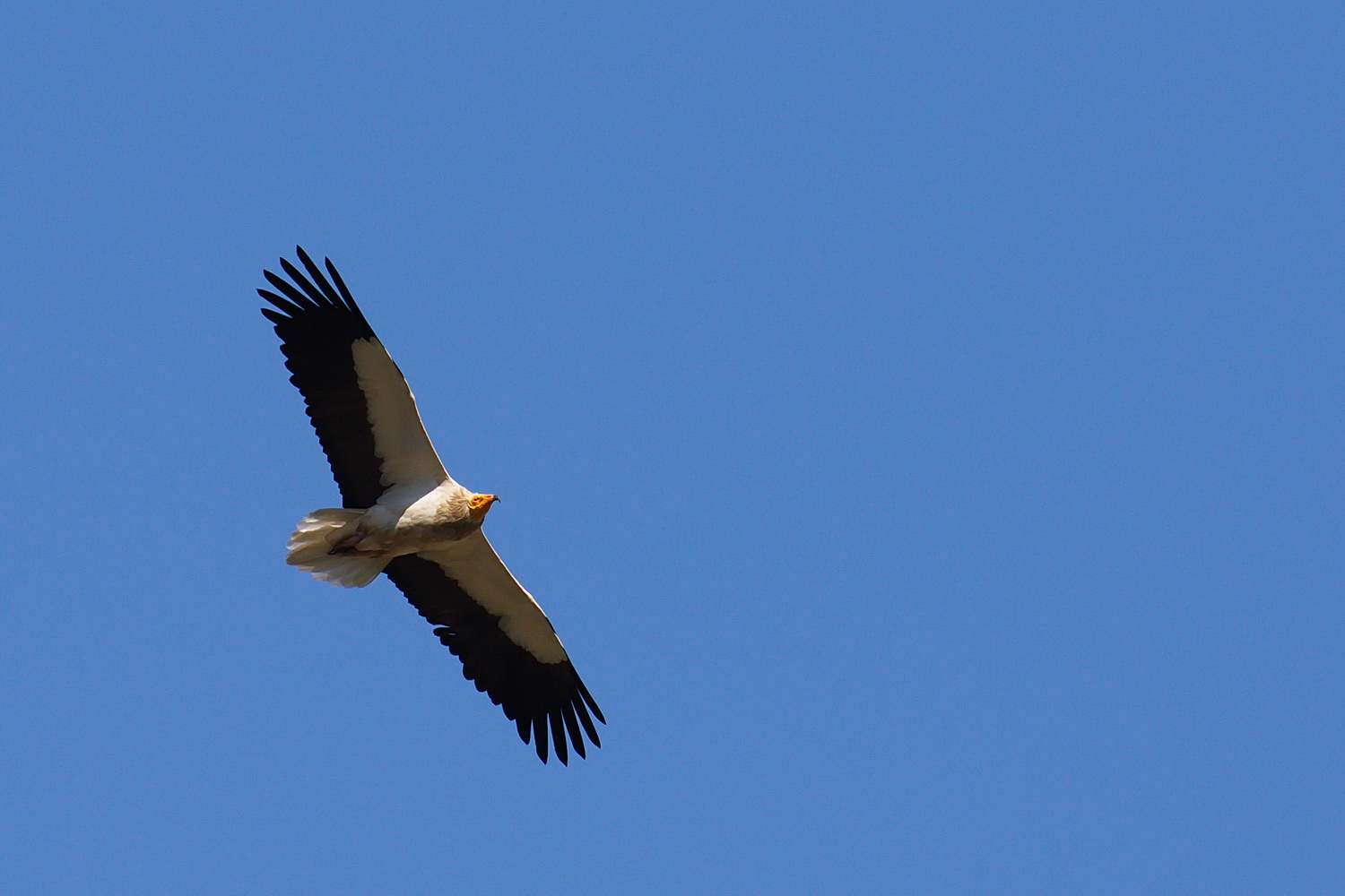 Küçük akbaba » Egyptian Vulture » Neophron percnopterus