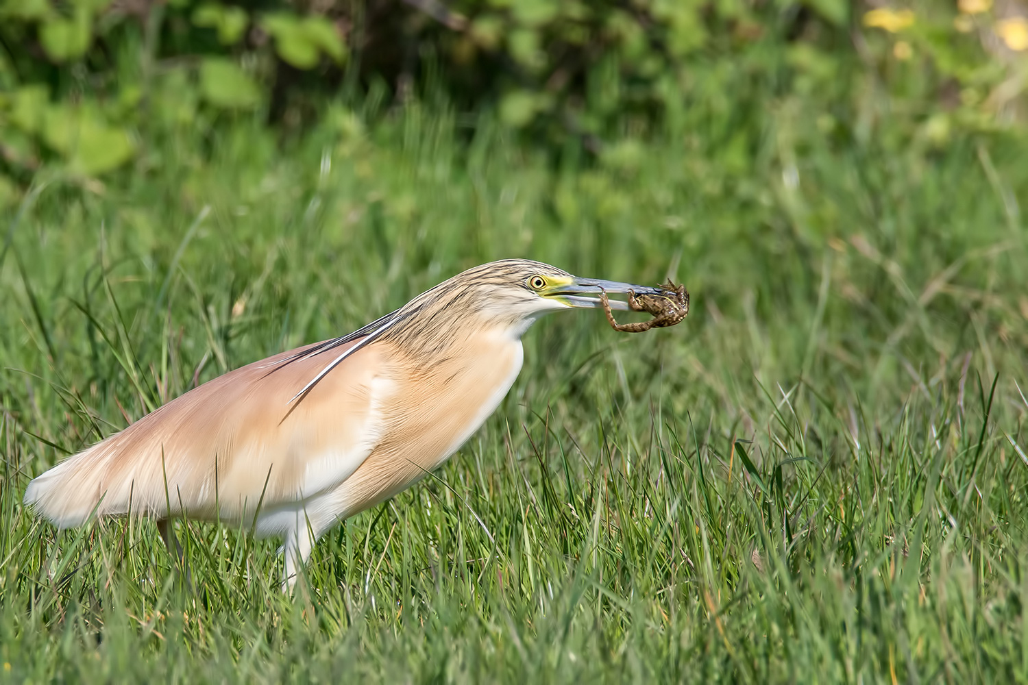 Alaca Balıkçıl » Squacco Heron » Ardeola ralloides