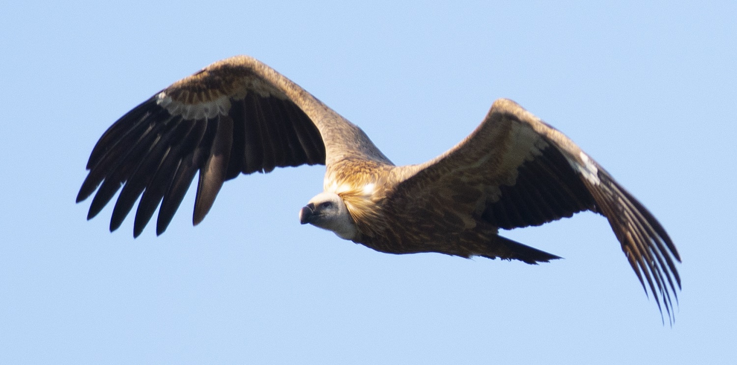 Kızıl akbaba » Griffon Vulture » Gyps fulvus
