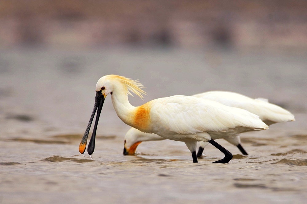 Kaşıkçı » Eurasian Spoonbill » Platalea leucorodia