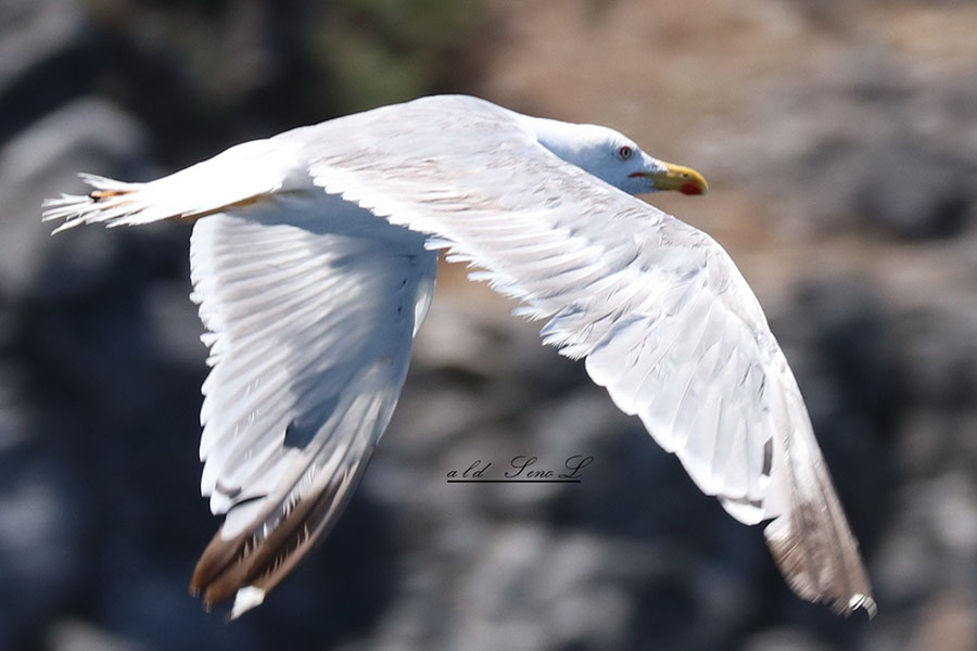 Gümüş martı » Yellow-legged Gull » Larus michahellis
