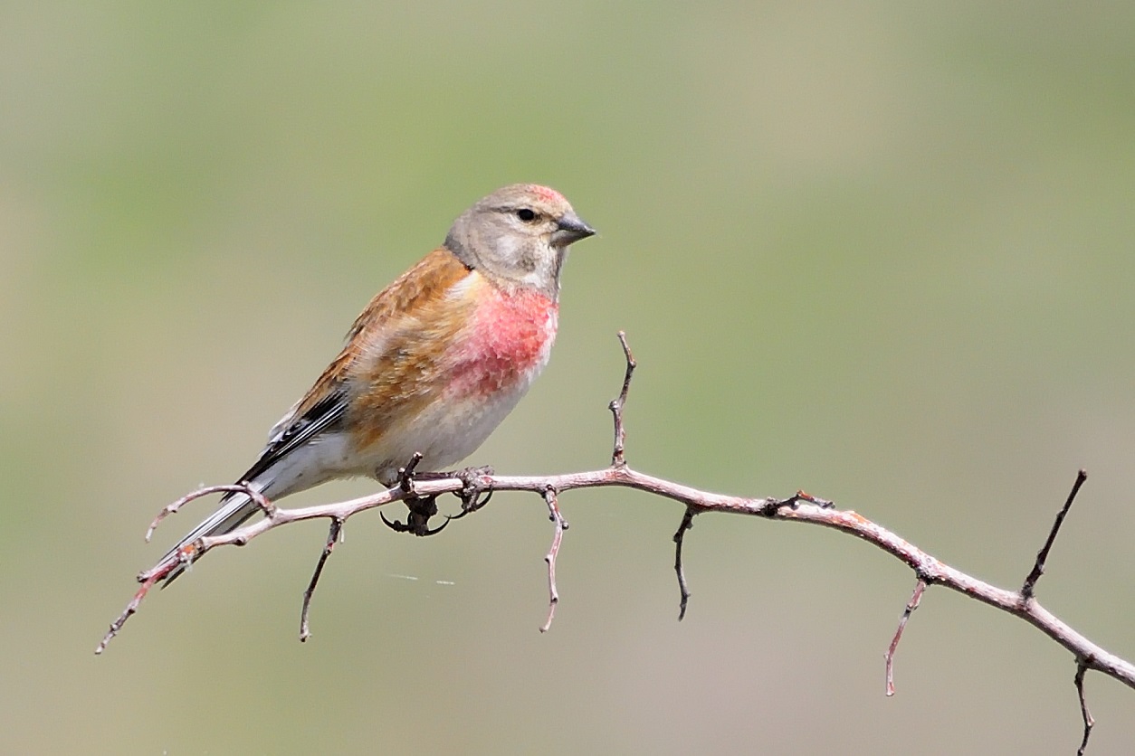 Ketenkuşu » Common Linnet » Linaria cannabina