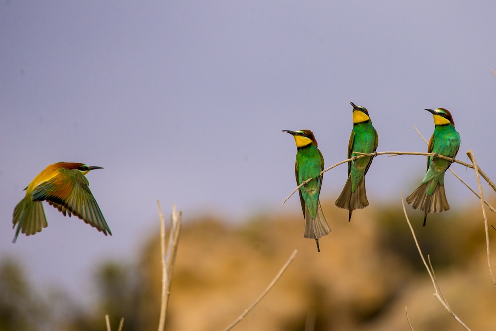 Arıkuşu » European Bee-eater » Merops apiaster
