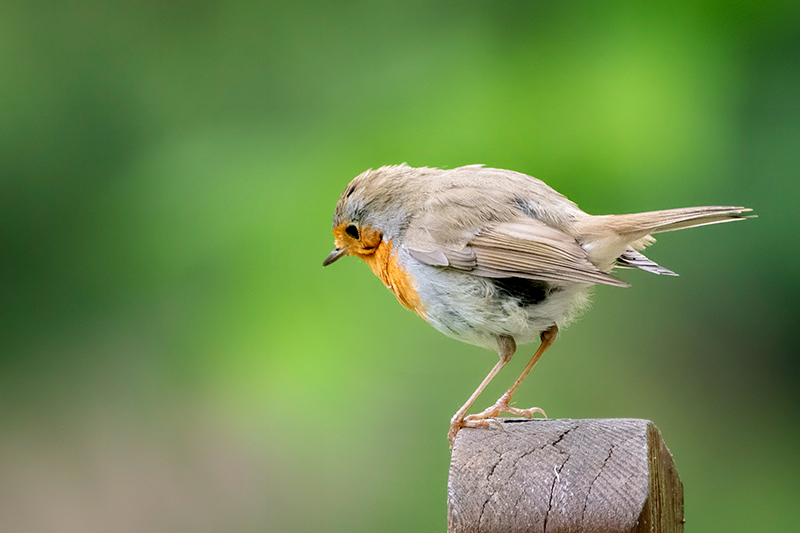 Kızılgerdan » European Robin » Erithacus rubecula