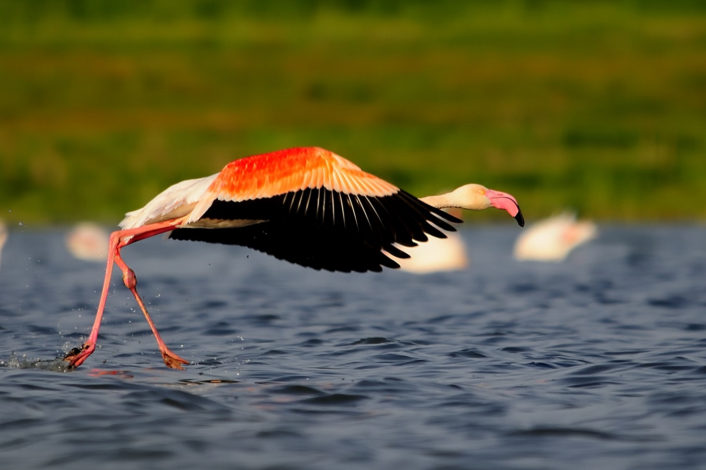 Flamingo » Greater Flamingo » Phoenicopterus roseus