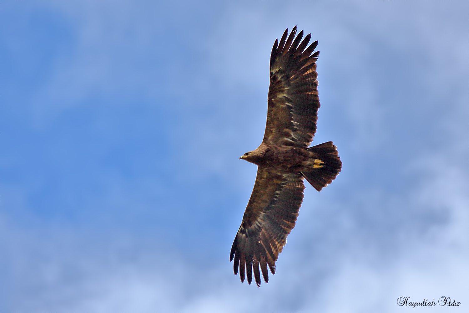 Küçük orman kartalı » Lesser Spotted Eagle » Clanga pomarina