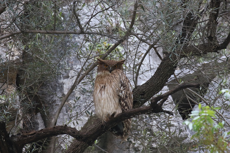 Balık baykuşu » Brown Fish Owl » Ketupa zeylonensis