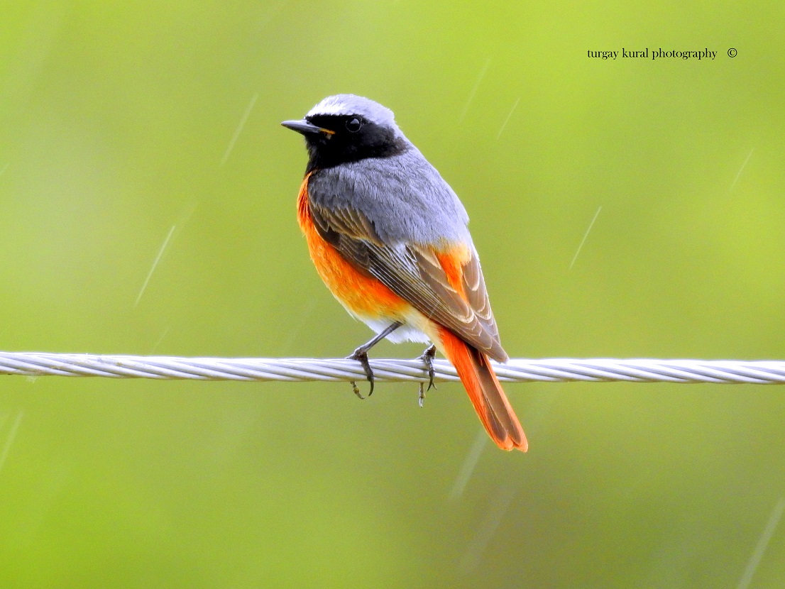 Kızılkuyruk » Common Redstart » Phoenicurus phoenicurus