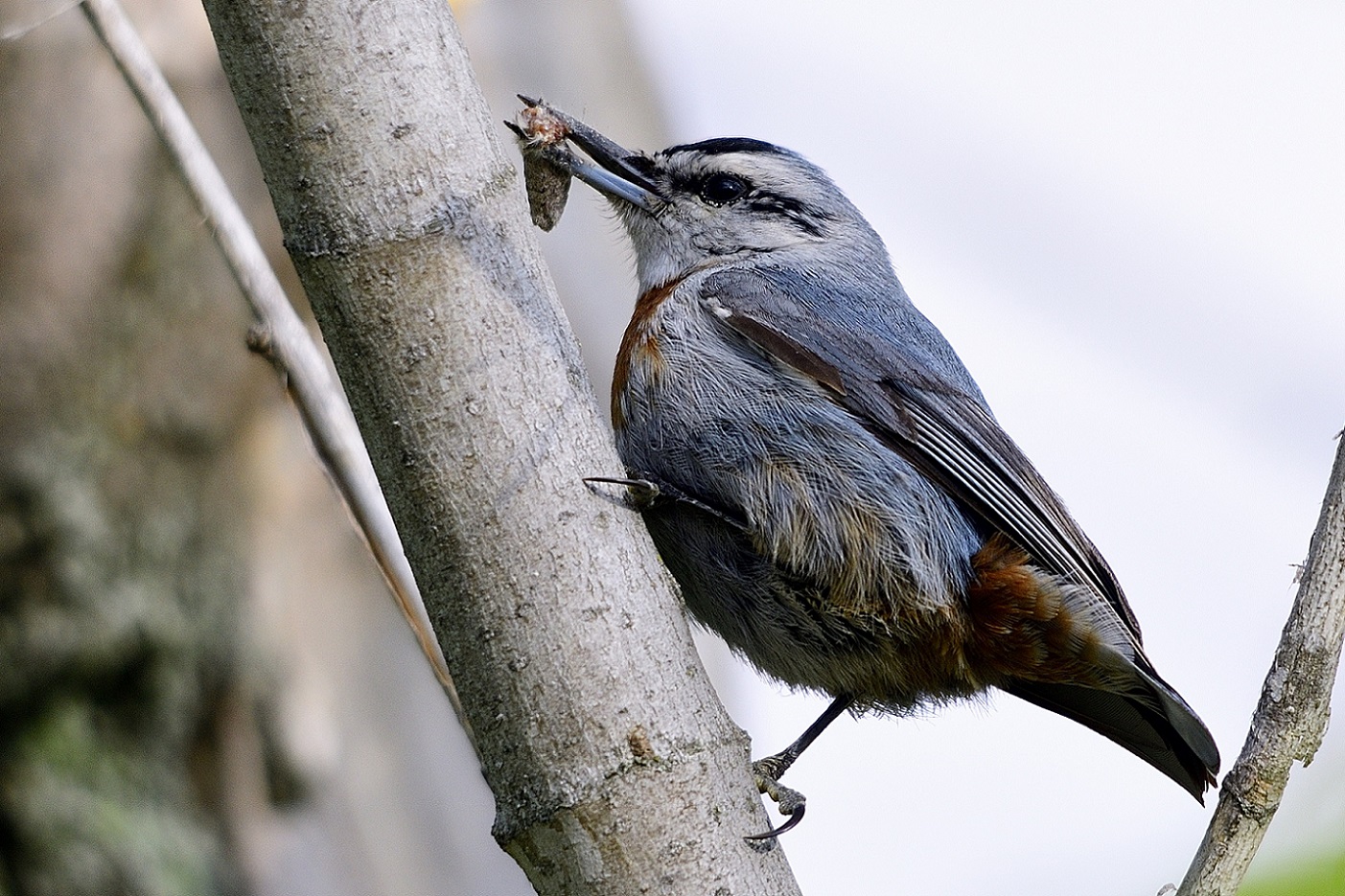 Anadolu sıvacısı » Krüper`s Nuthatch » Sitta krueperi