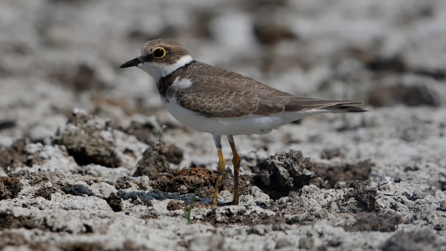 Halkalı küçük cılıbıt » Little Ringed Plover » Charadrius dubius