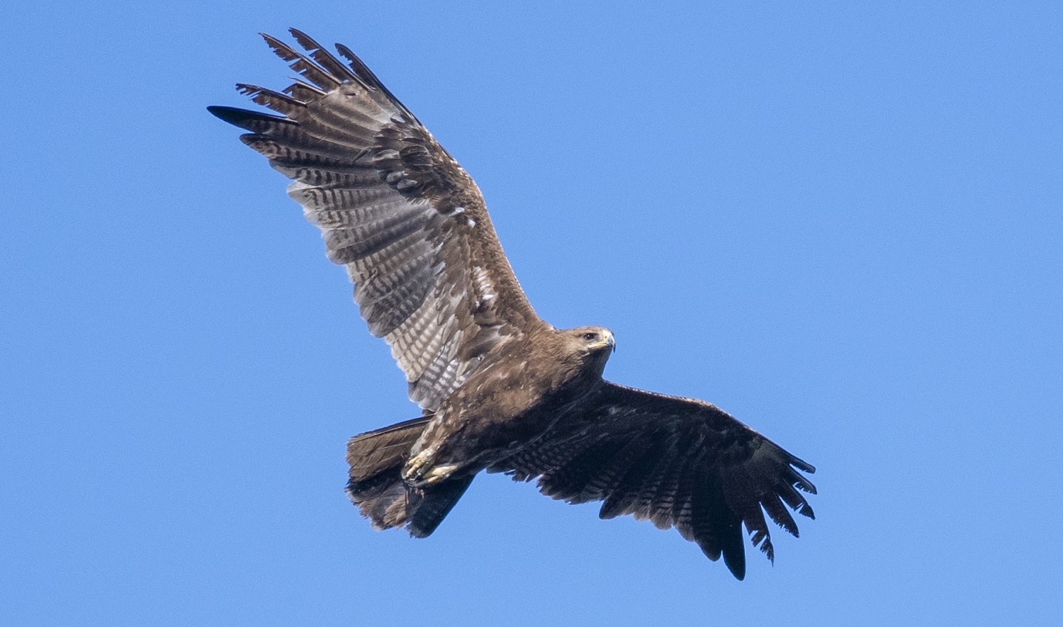 Küçük orman kartalı » Lesser Spotted Eagle » Clanga pomarina