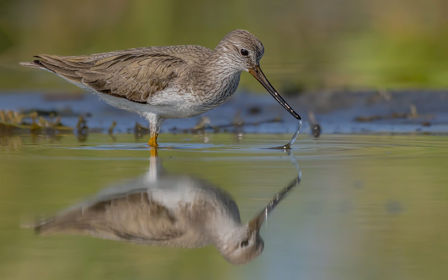 Terek düdükçünü » Terek Sandpiper » Xenus cinereus