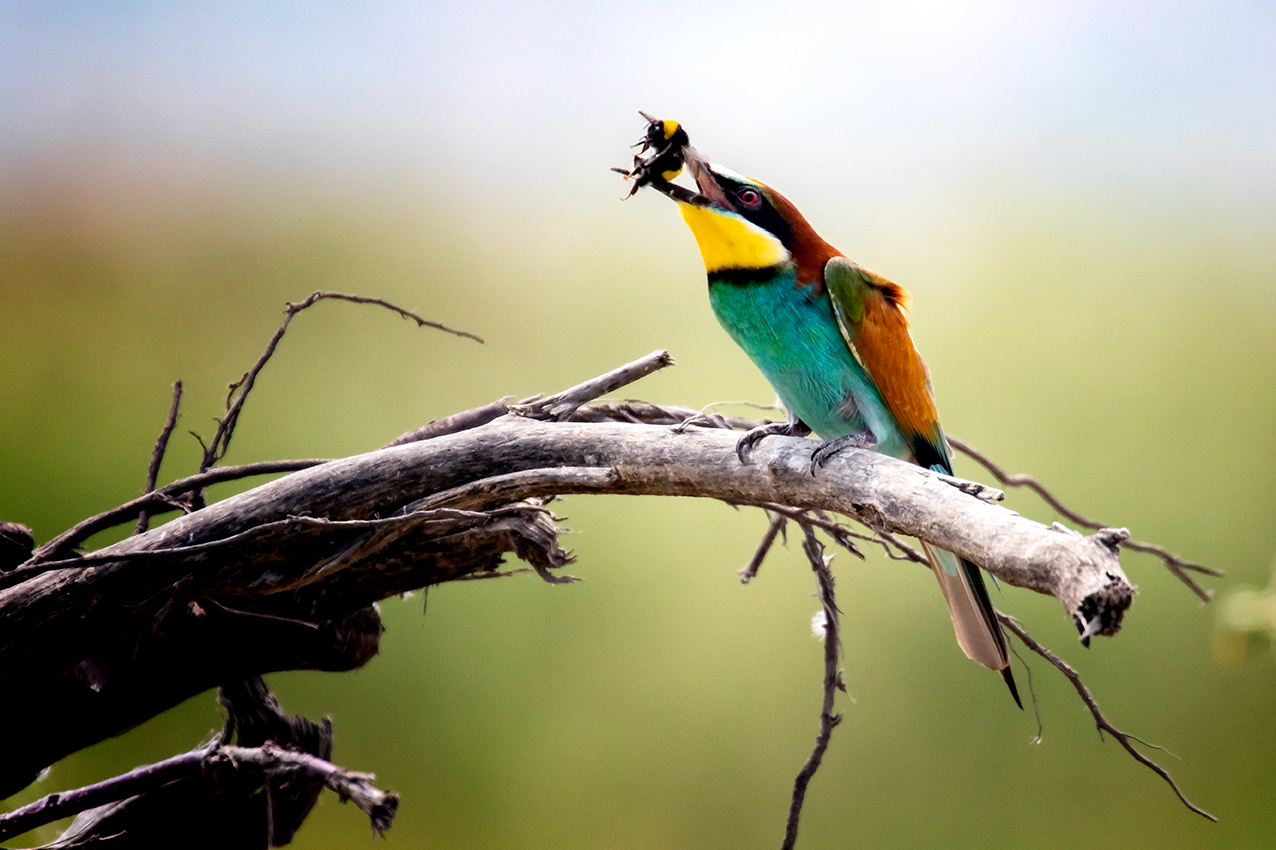 Arıkuşu » European Bee-eater » Merops apiaster