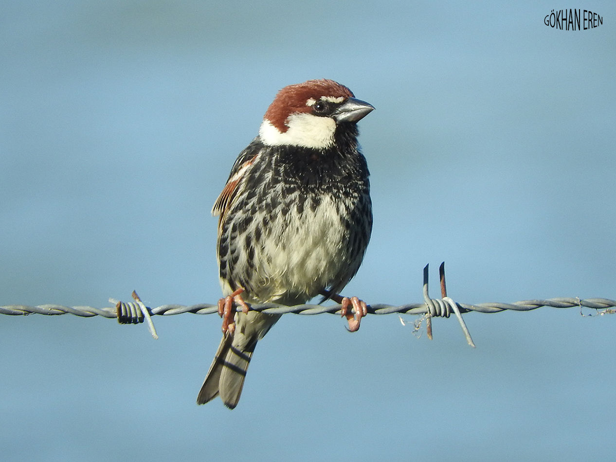 Söğüt serçesi » Spanish Sparrow » Passer hispaniolensis