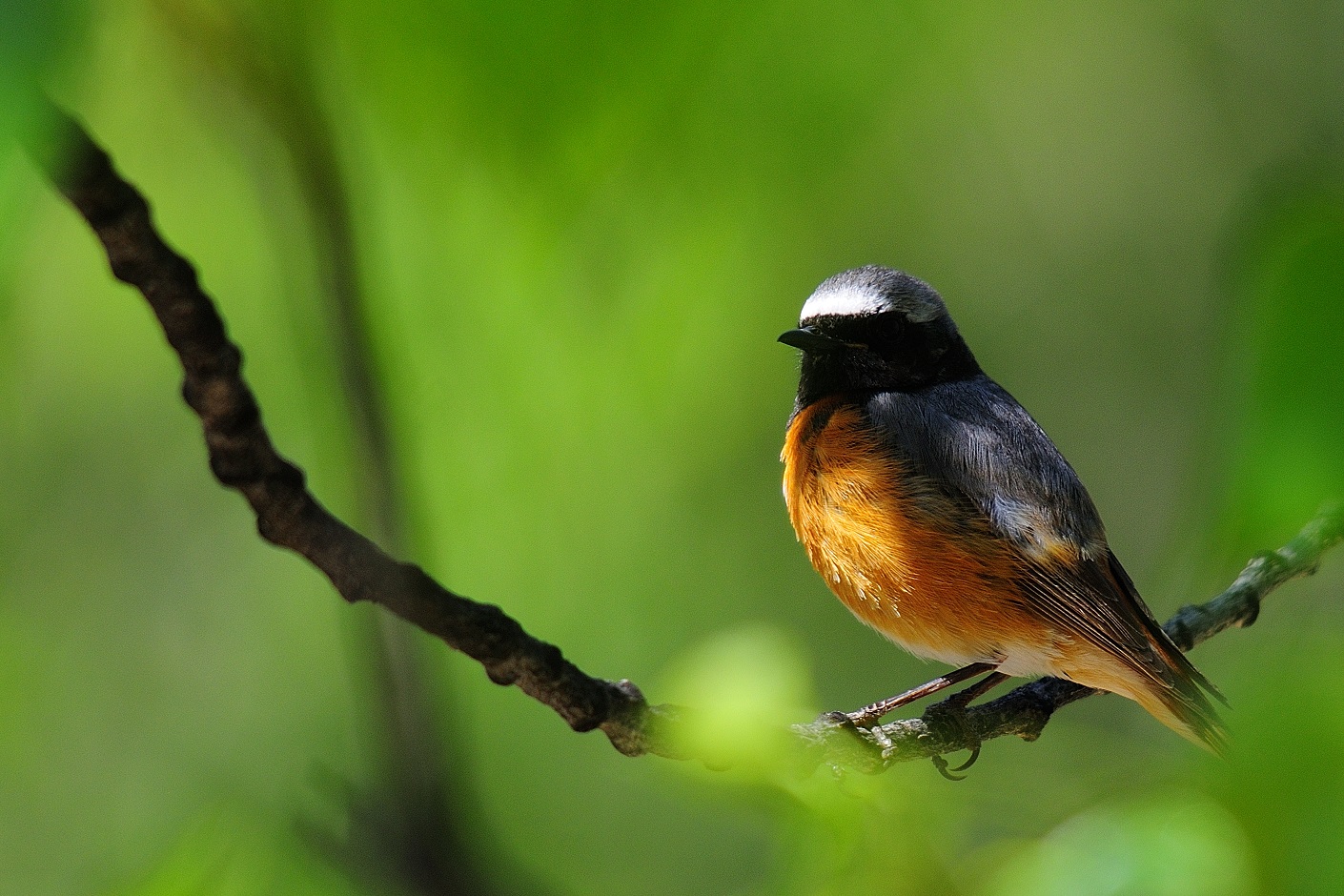 Kızılkuyruk » Common Redstart » Phoenicurus phoenicurus