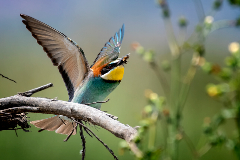Arıkuşu » European Bee-eater » Merops apiaster