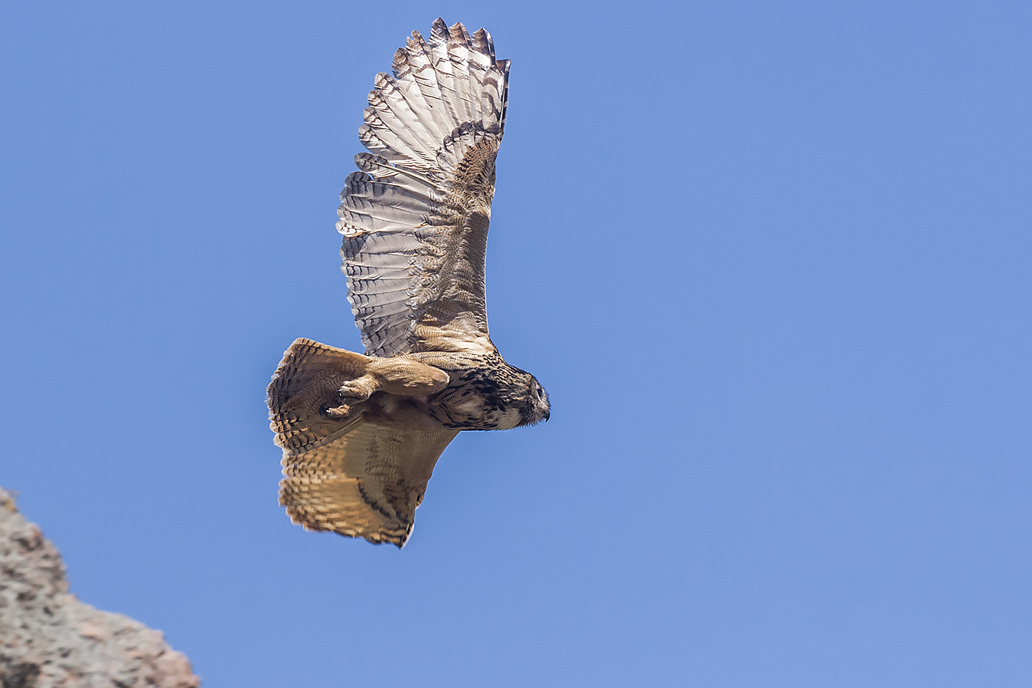 Puhu » Eurasian Eagle-Owl » Bubo bubo
