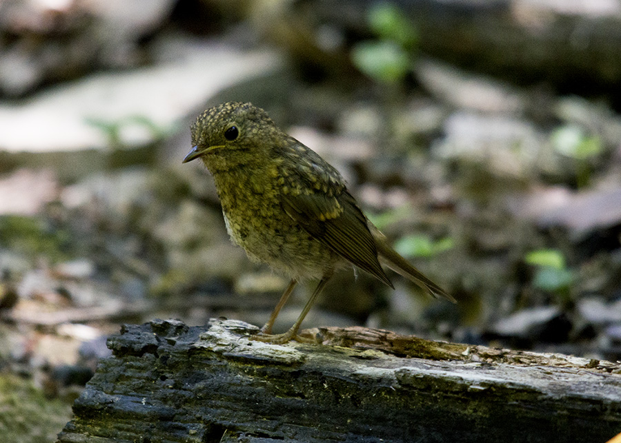 Kızılgerdan » European Robin » Erithacus rubecula