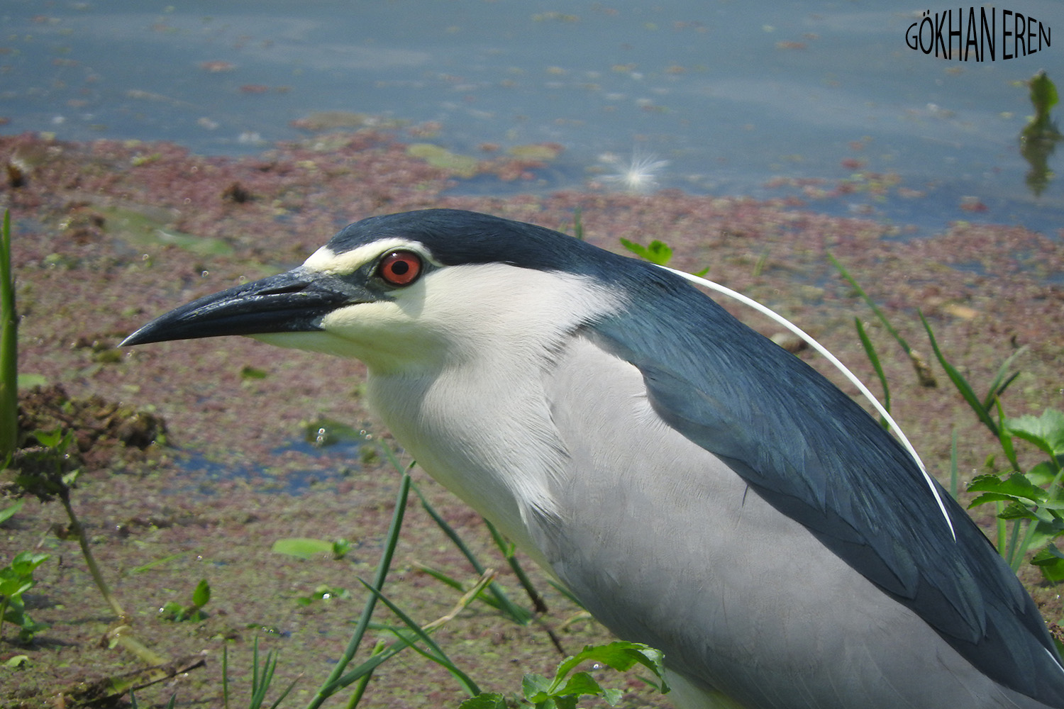 Gece balıkçılı » Black-crowned Night Heron » Nycticorax nycticorax