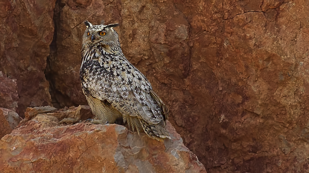 Puhu » Eurasian Eagle-Owl » Bubo bubo