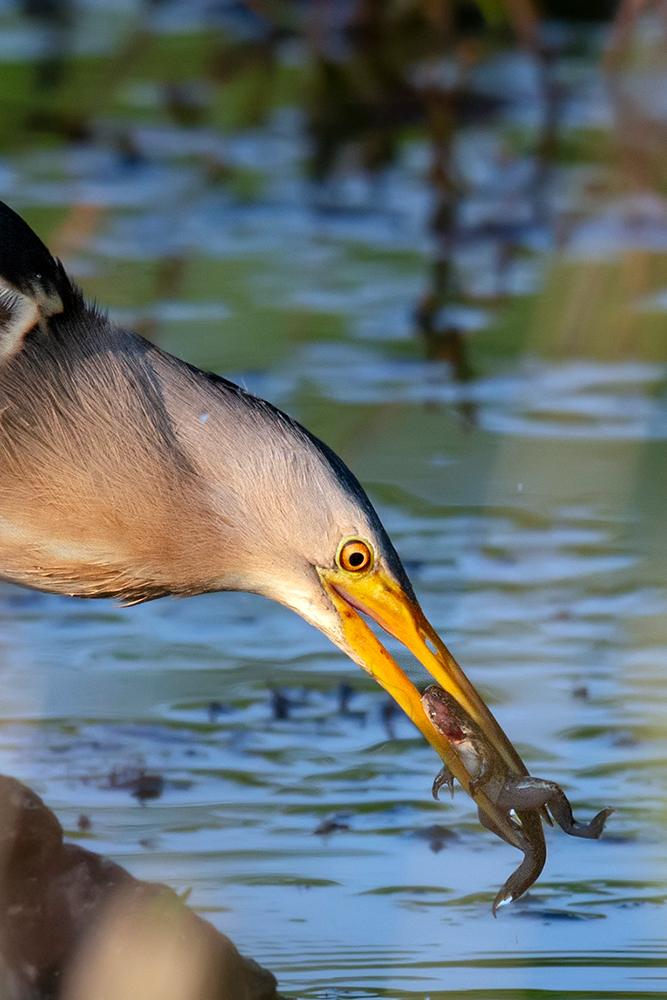 Küçük balaban » Little Bittern » Botaurus minutus
