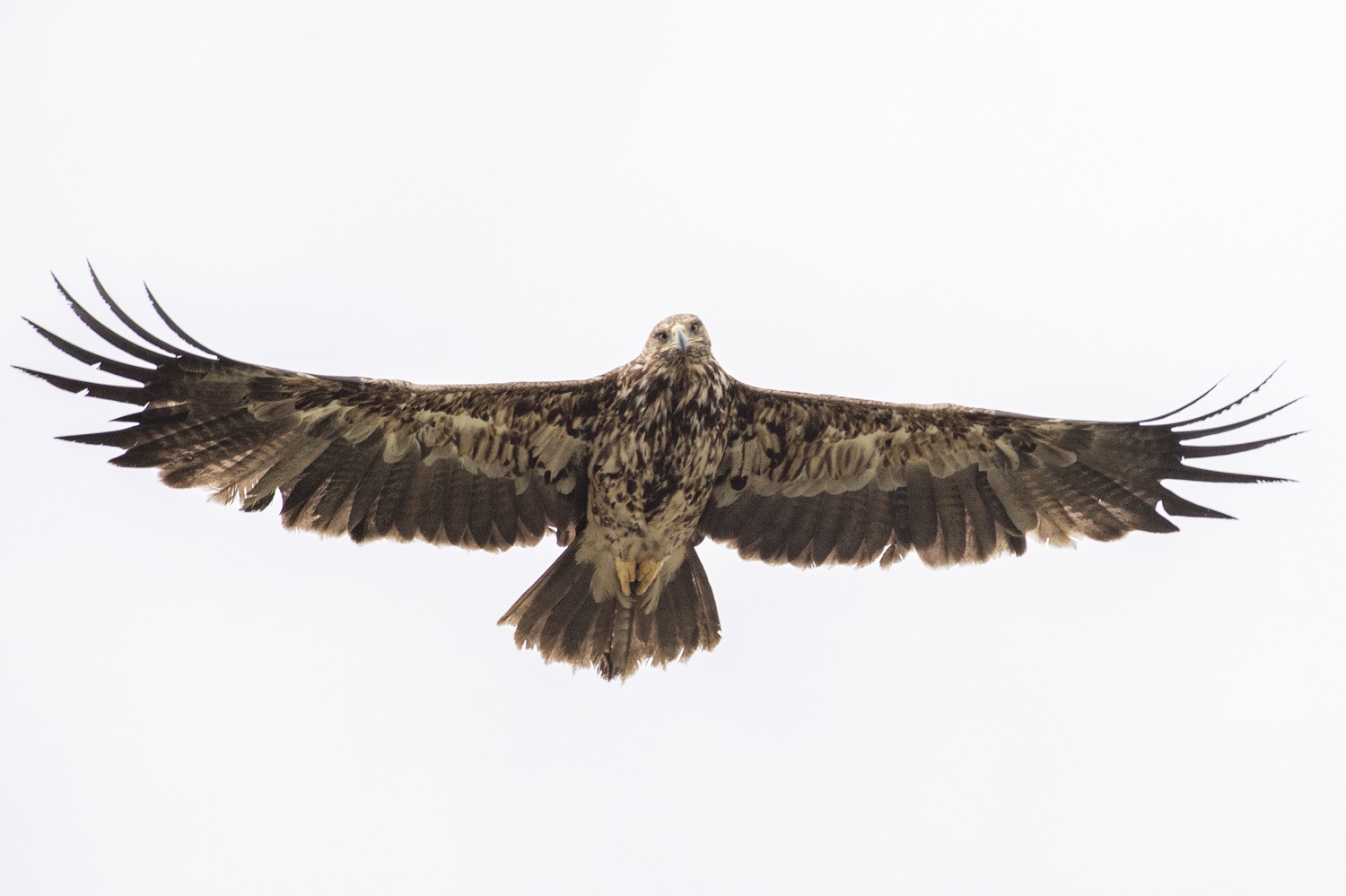 Şah kartal » Eastern Imperial Eagle » Aquila heliaca