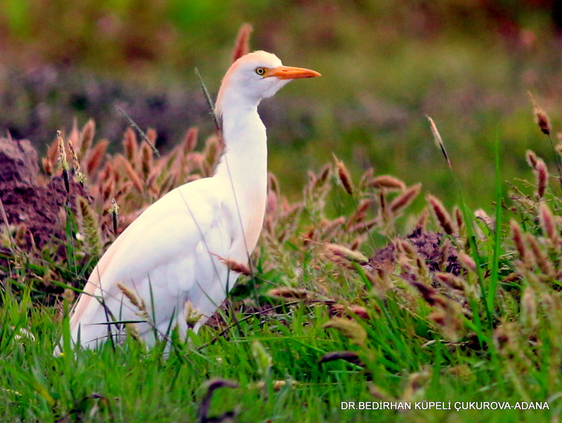 Sığır balıkçılı » Western Cattle Egret » Ardea ibis