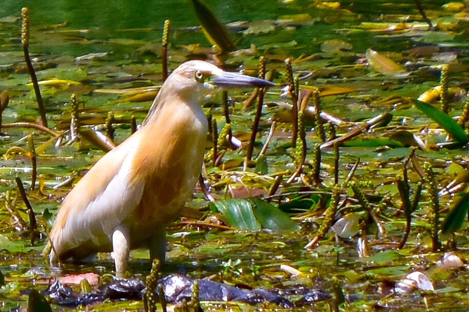 Alaca balıkçıl » Squacco Heron » Ardeola ralloides