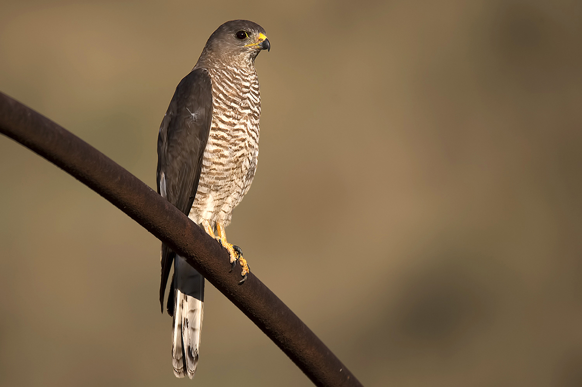 Yaz atmacası » Levant Sparrowhawk » Tachyspiza brevipes