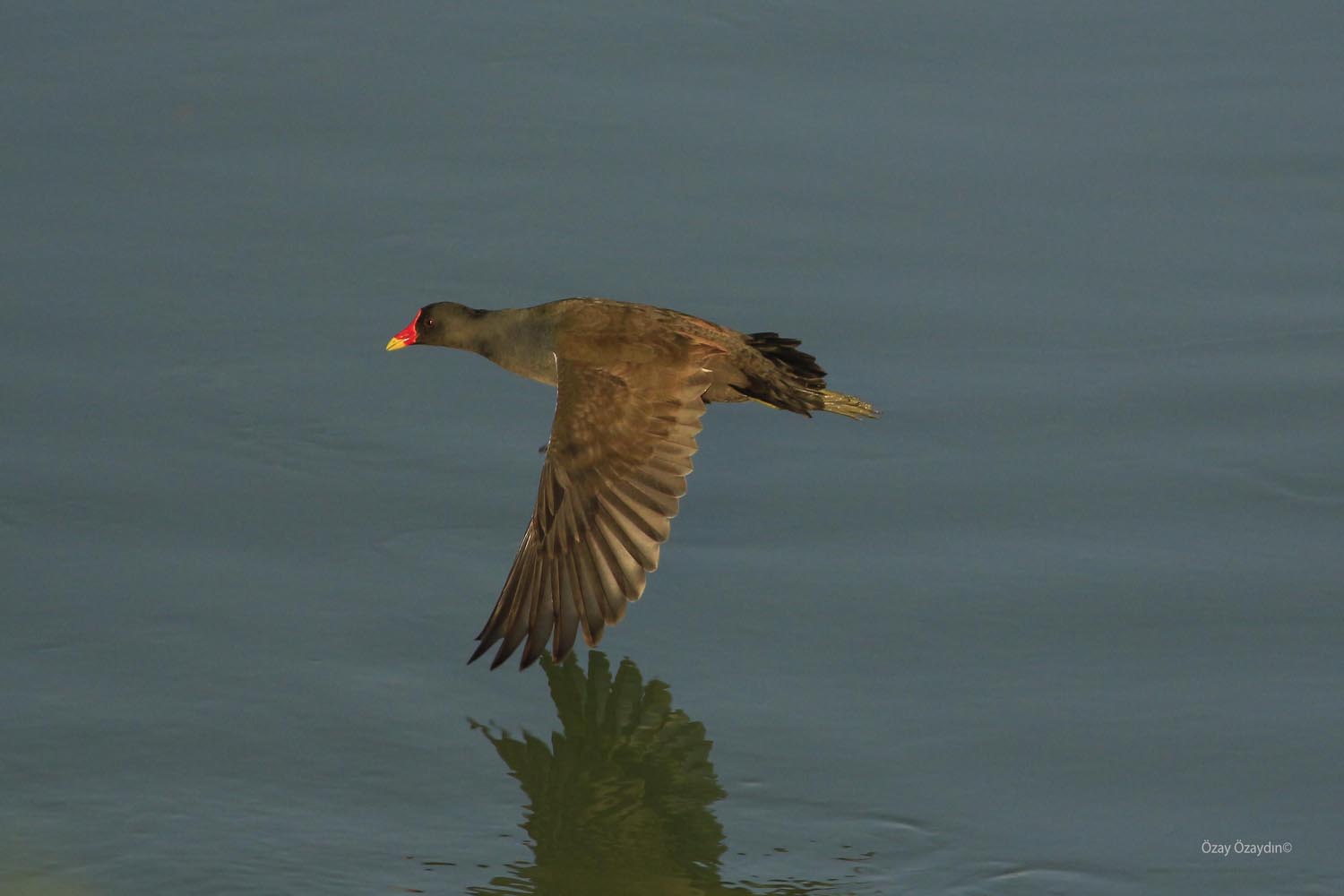 Sutavuğu » Common Moorhen » Gallinula chloropus
