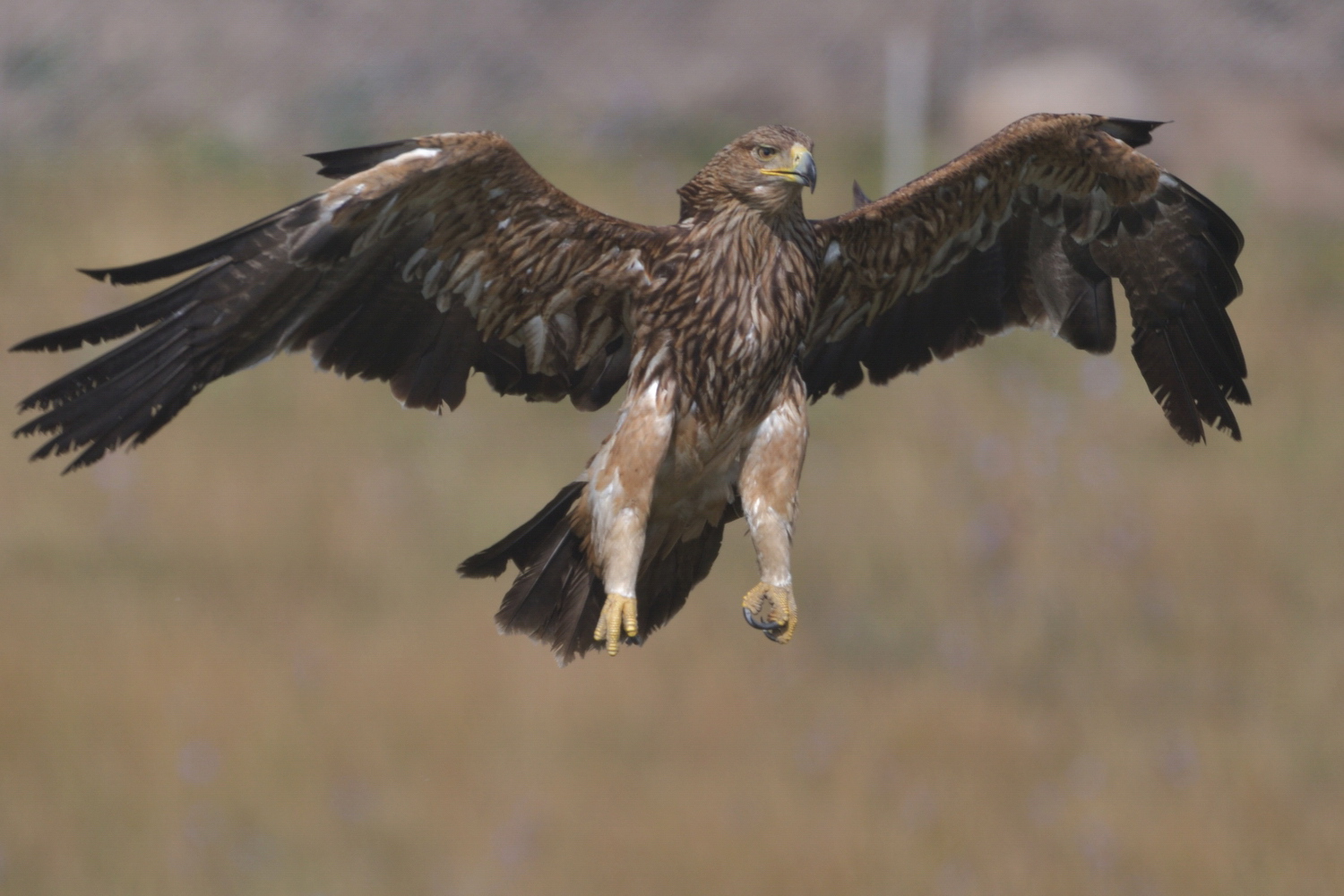 Şah kartal » Eastern Imperial Eagle » Aquila heliaca