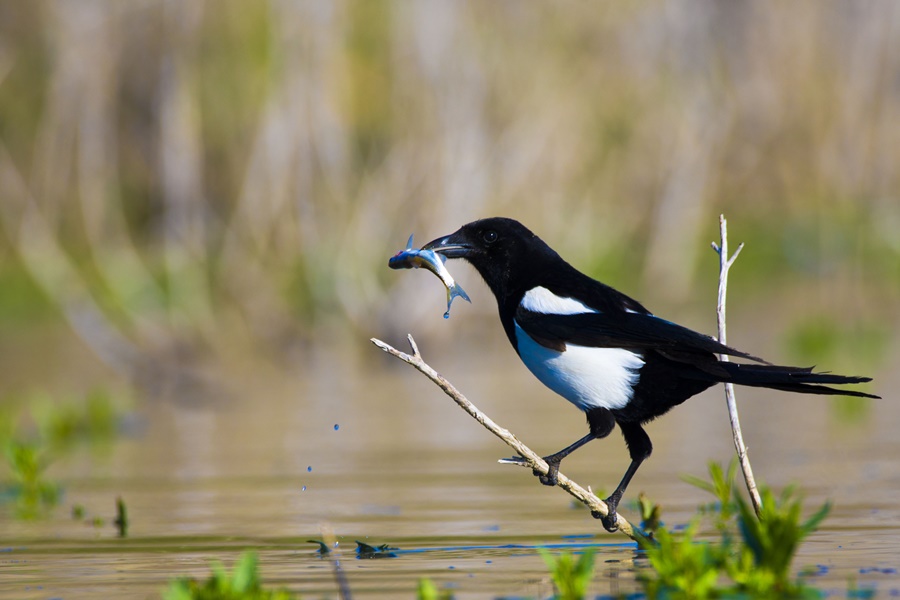 Saksağan » Eurasian Magpie » Pica pica
