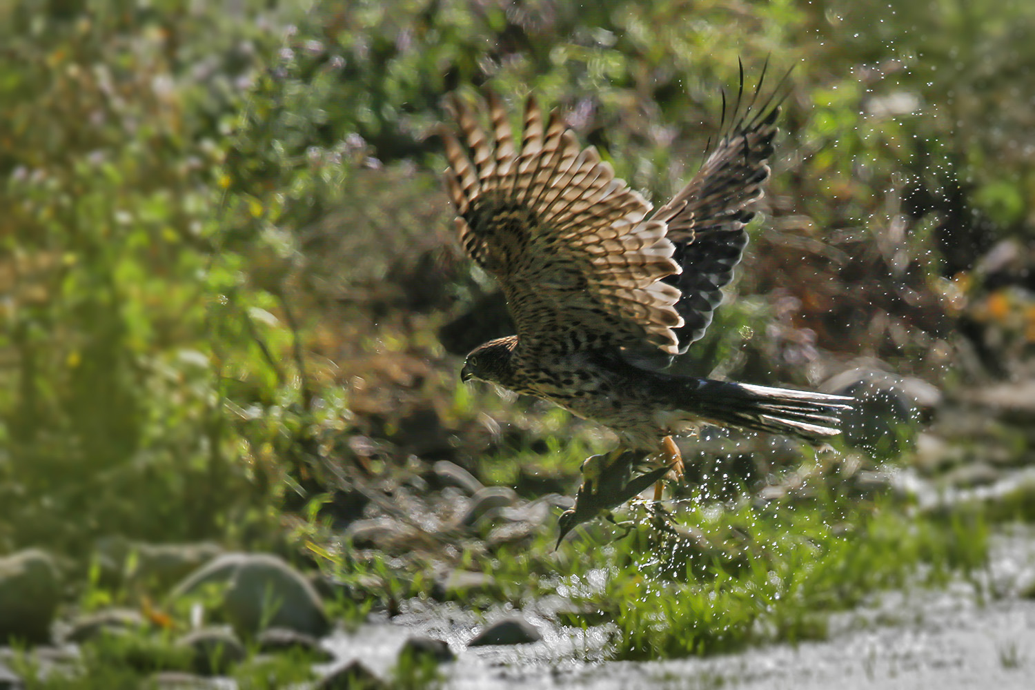 Çakır » Northern Goshawk » Astur gentilis