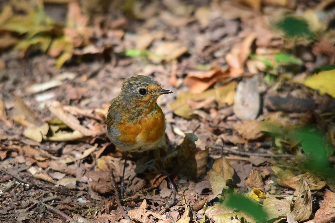 Kızılgerdan » European Robin » Erithacus rubecula