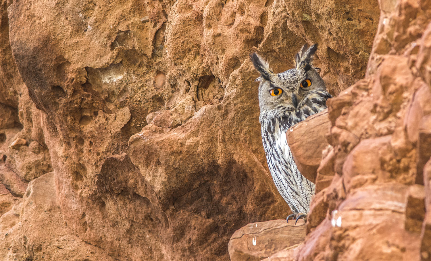 Puhu » Eurasian Eagle-Owl » Bubo bubo