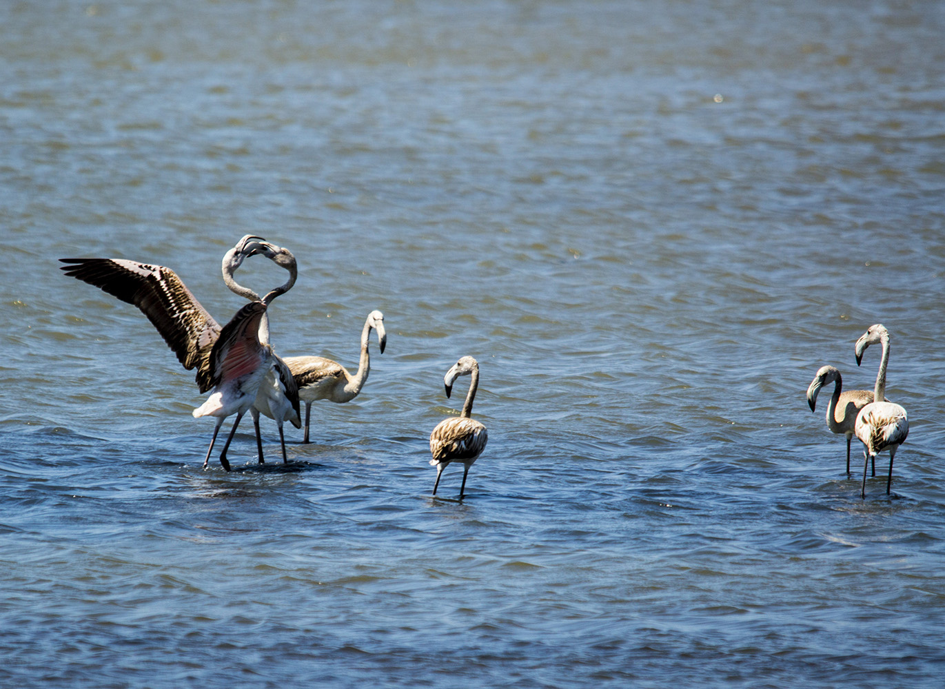 Flamingo » Greater Flamingo » Phoenicopterus roseus